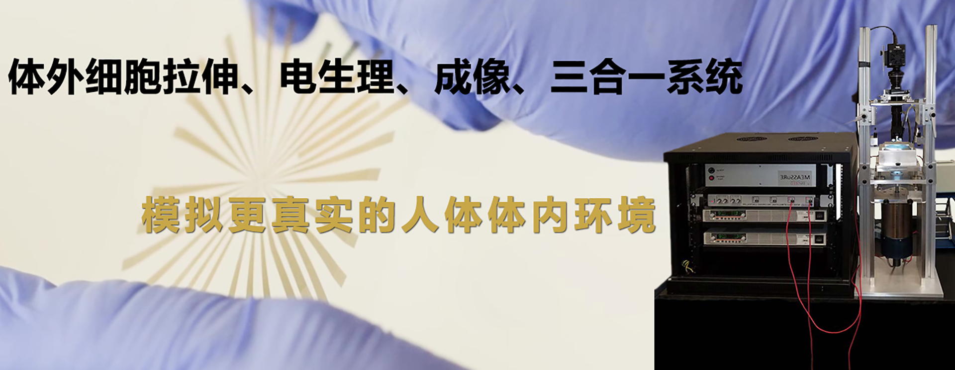 细胞力电耦合系统
